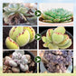 Universal Plants Nutrient Granules Controlled Release Fertilizer
