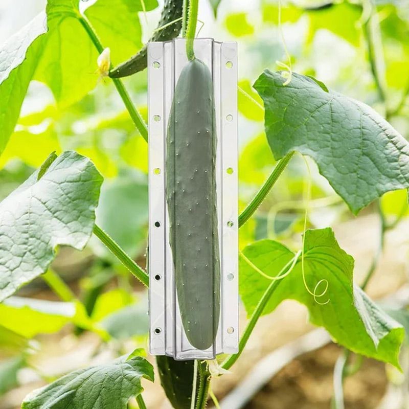 Cucumber Molds for Garden